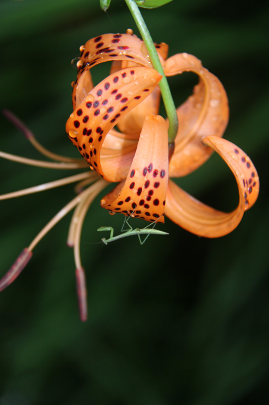 花与螳螂